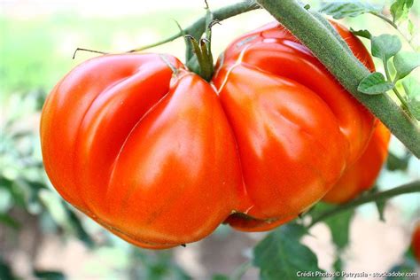 folliot brion variété de tomate similaire à cœur de bœuf